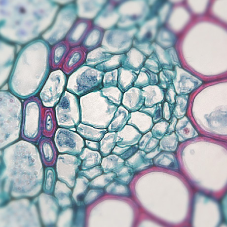 microscopic view